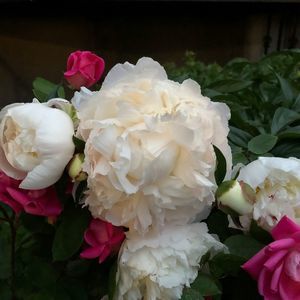 Meet your Posher, Nora